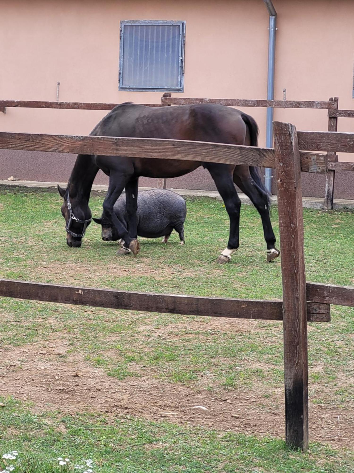 Tótvár lovas szálláshely Kovagotottos Exterior foto
