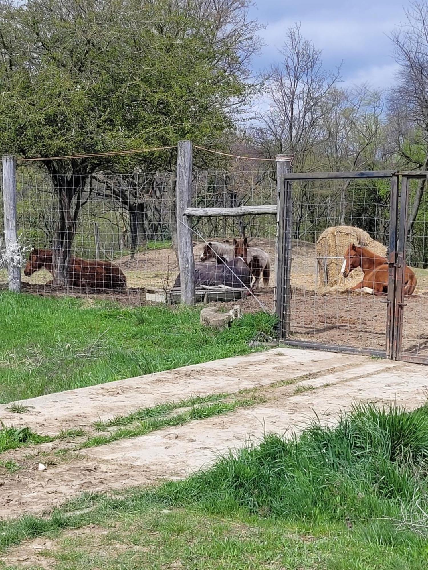 Tótvár lovas szálláshely Kovagotottos Exterior foto